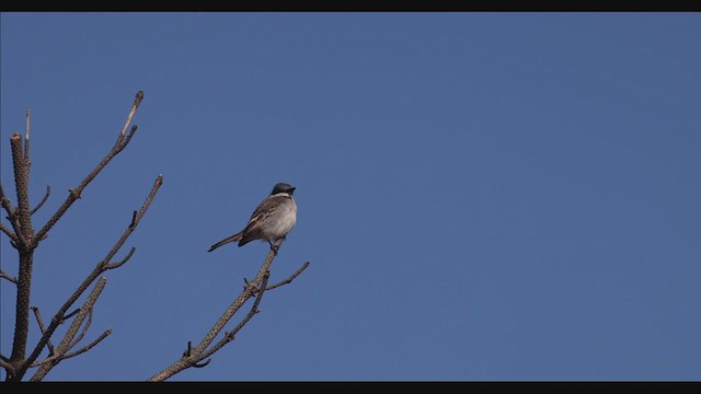 Gray Kingbird - ML395521571