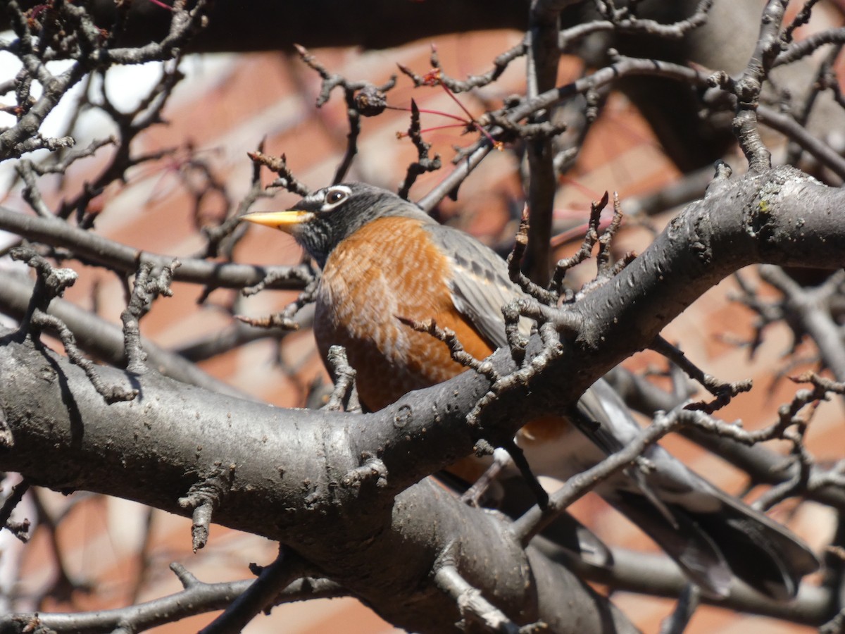 American Robin - ML395521701