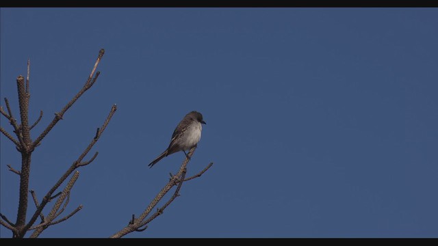 Gray Kingbird - ML395521751