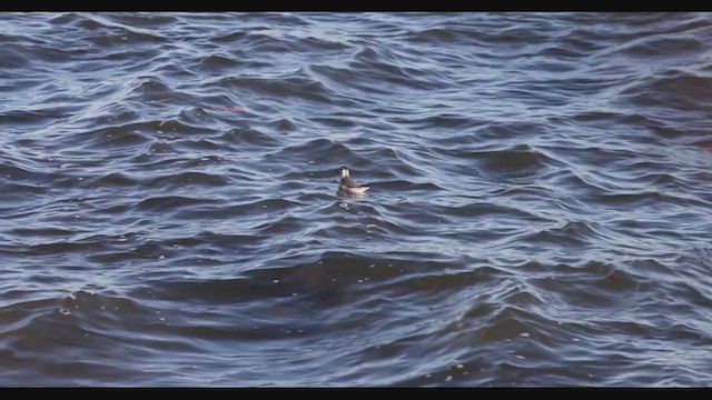 Red Phalarope - ML395521811