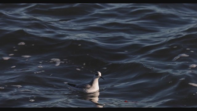 Red Phalarope - ML395521941