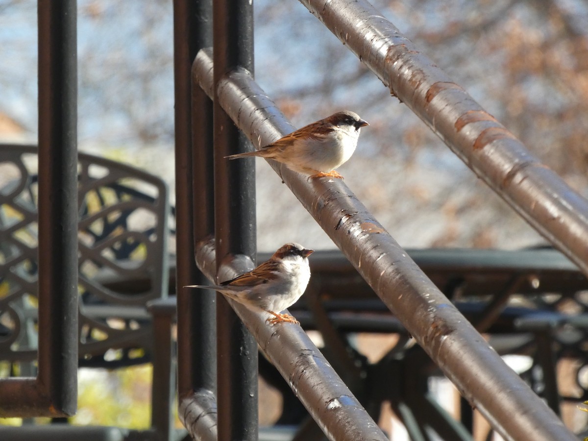 House Sparrow - ML395524921