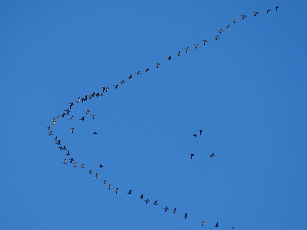 Snow Goose - ML395525131