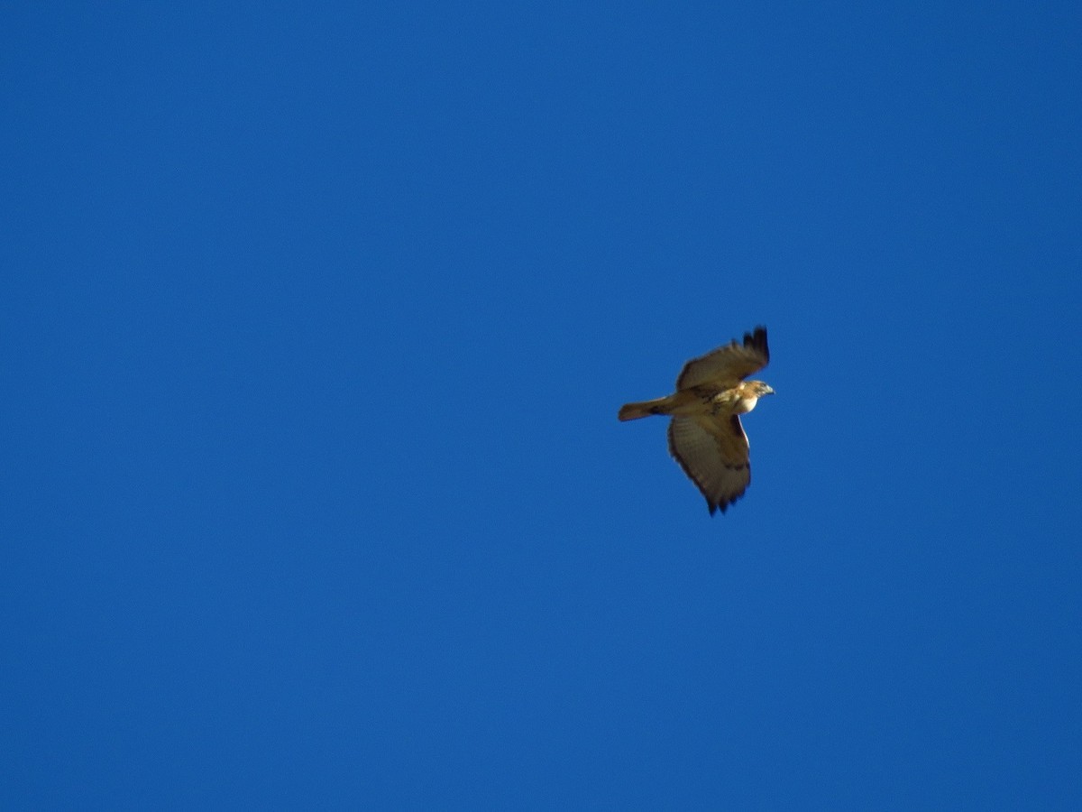 Red-tailed Hawk - ML395525151