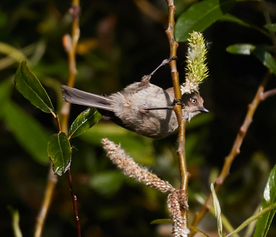 Bushtit - ML39552541