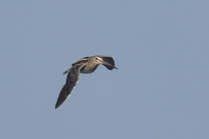 Common Snipe - ML395525561