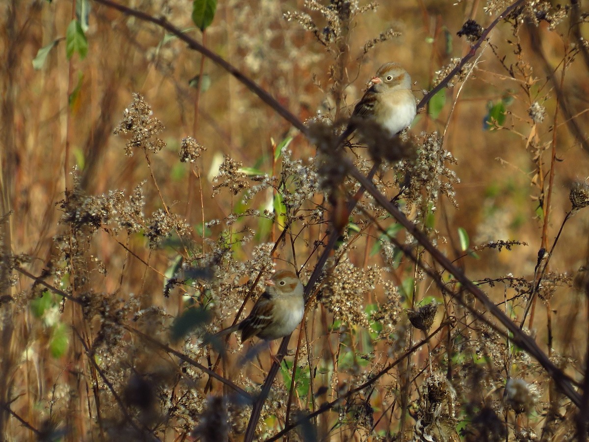 Field Sparrow - ML395525621