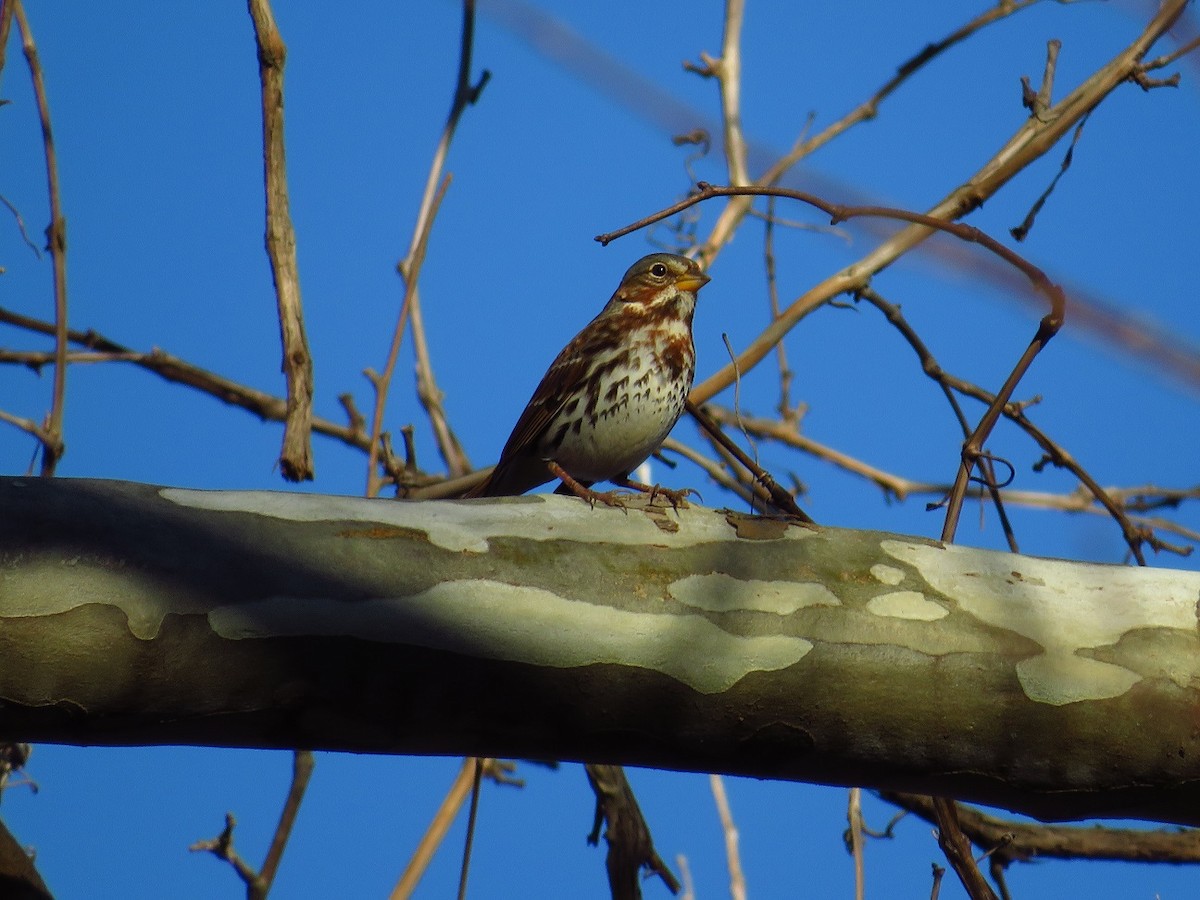 Fox Sparrow - ML395525721