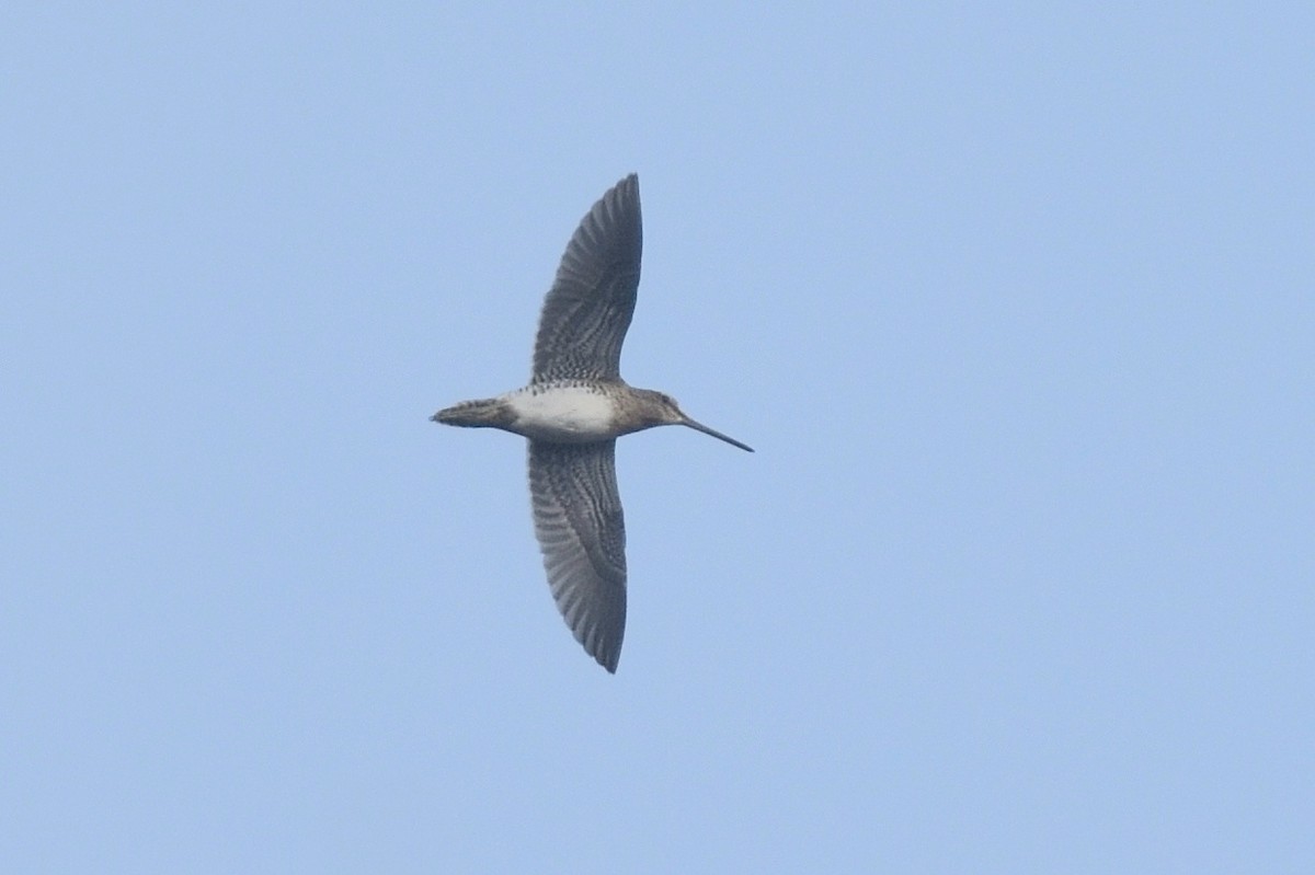 Common Snipe - ML395525781