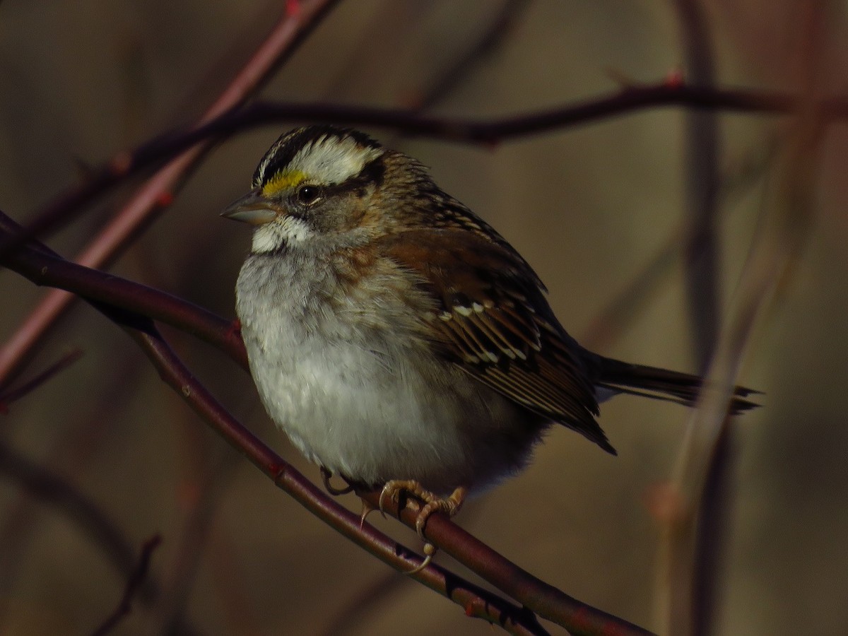 White-throated Sparrow - ML395525901