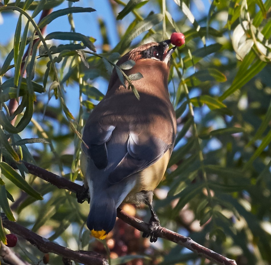 Cedar Waxwing - ML39552591