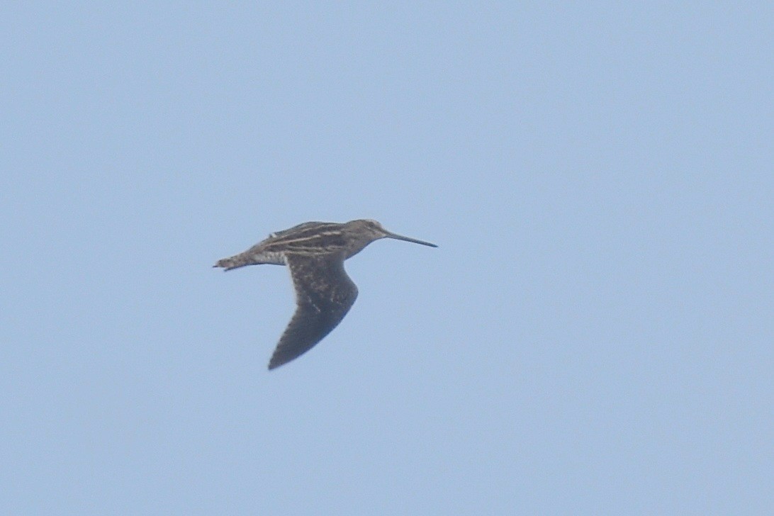 Common Snipe - Dr Mohammed Umer  Sharieff