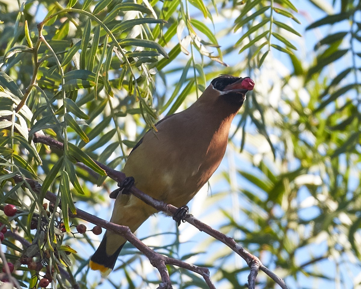 Cedar Waxwing - ML39552611