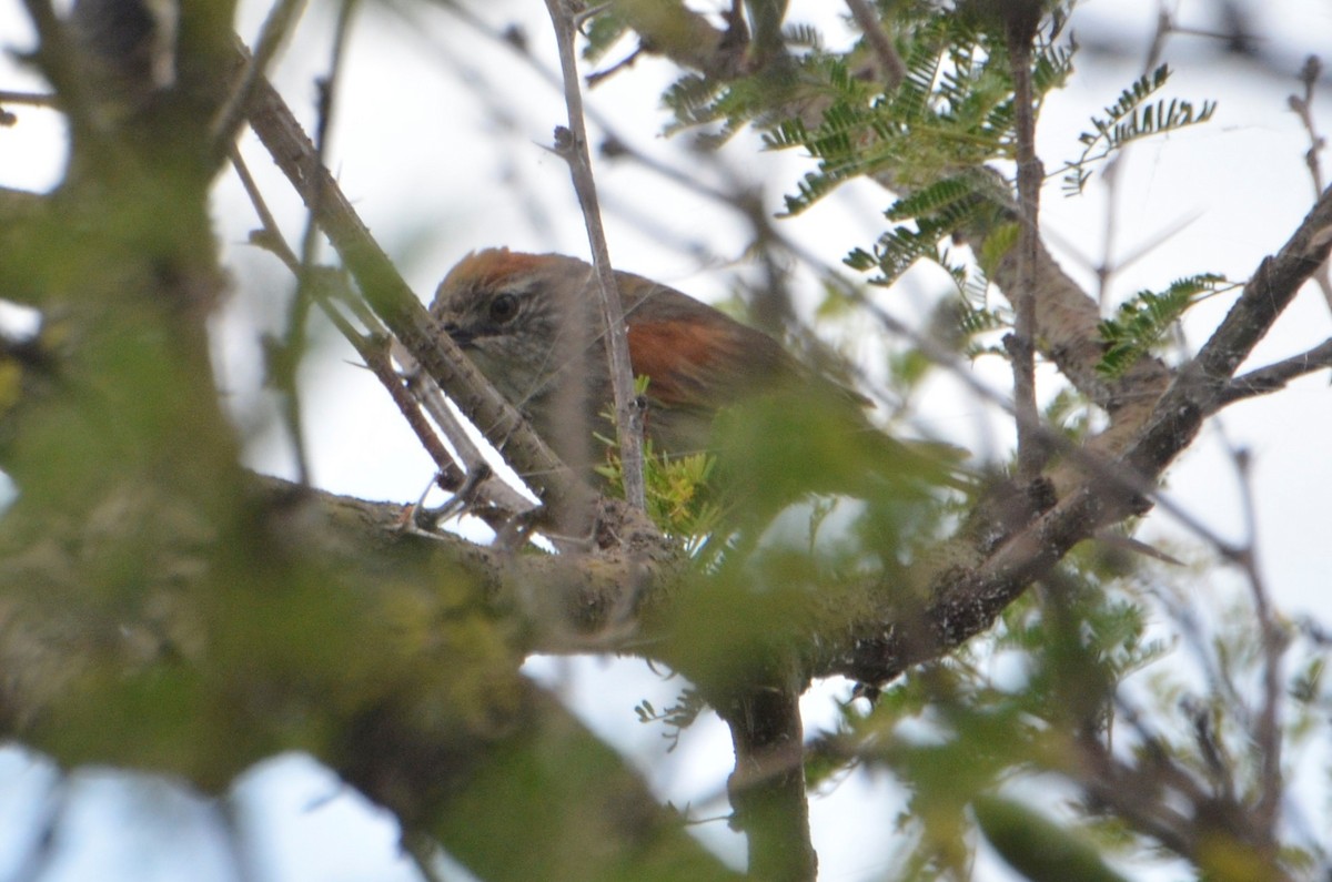 Pale-breasted Spinetail - ML395526201