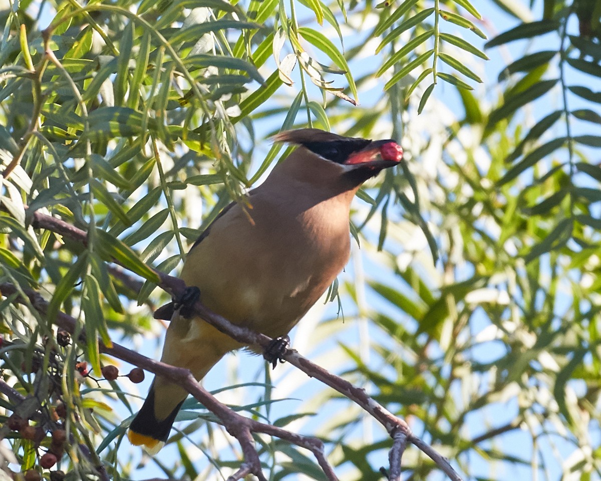 Cedar Waxwing - ML39552631