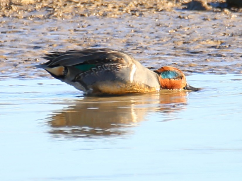Green-winged Teal - ML395527301