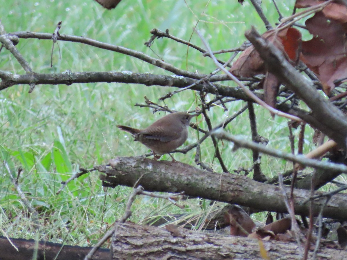 House Wren - ML395527611