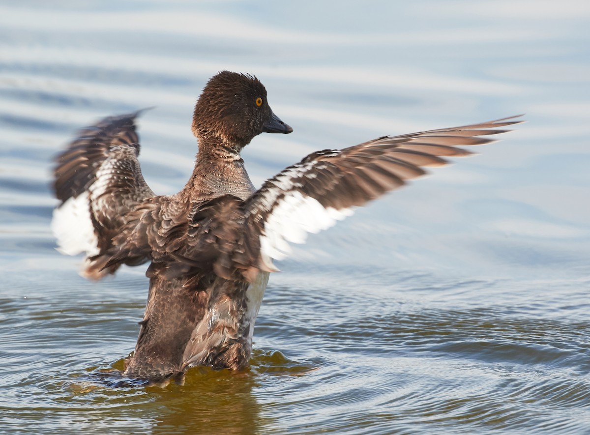 Common Goldeneye - Brooke Miller