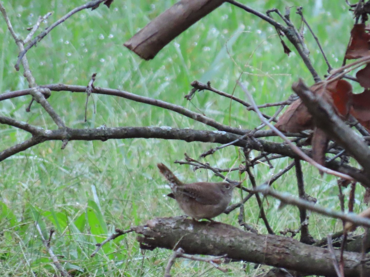 House Wren - ML395528411