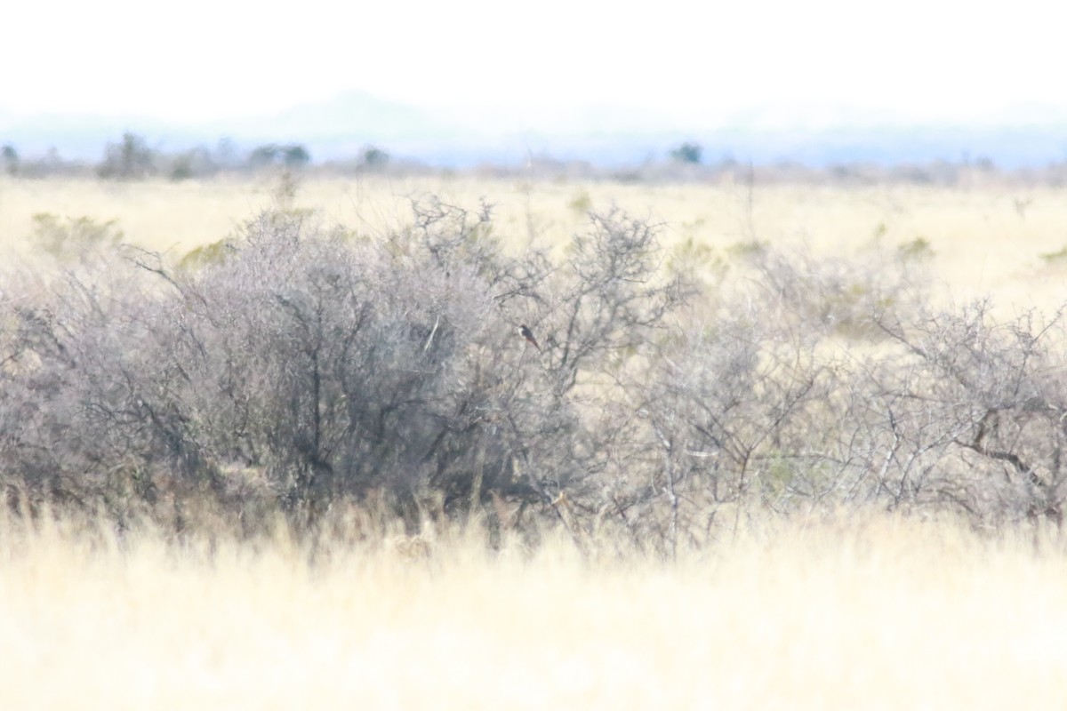 Ash-throated Flycatcher - ML395528481