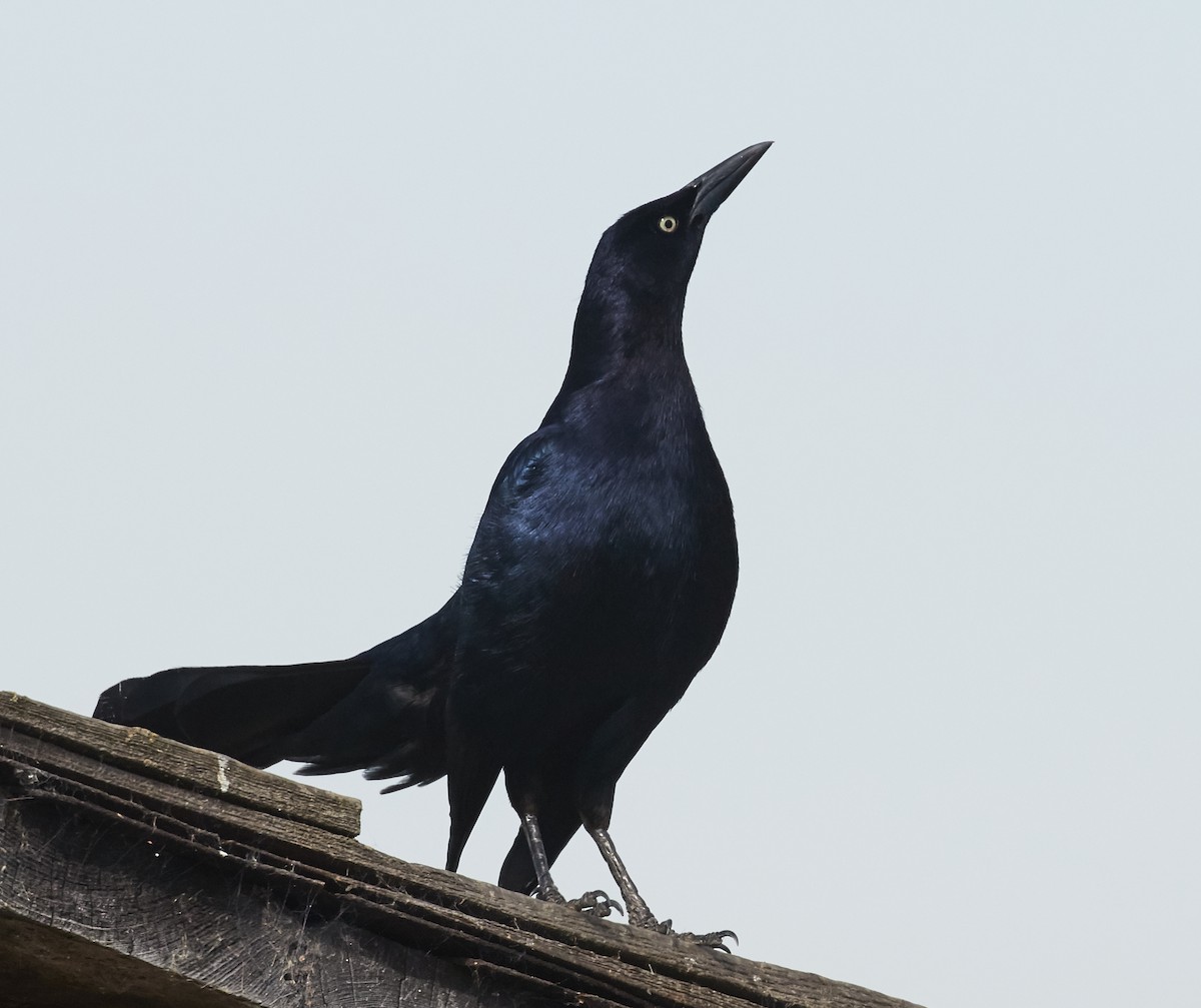 Great-tailed Grackle - ML39552851