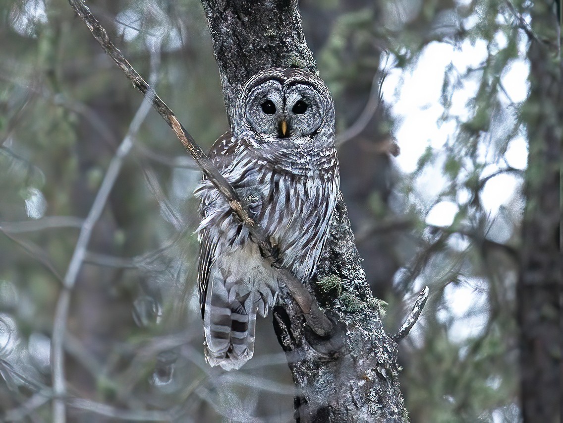 Barred Owl - ML395528691