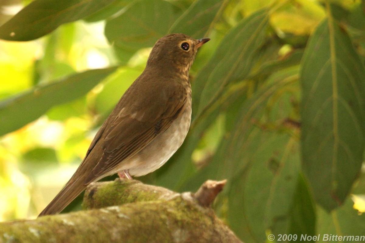 Swainson's Thrush - ML395529771