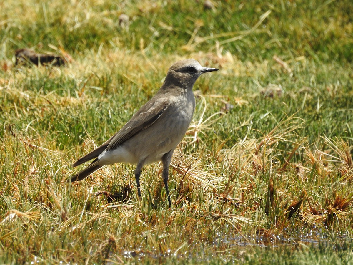 White-fronted Ground-Tyrant - ML395530031