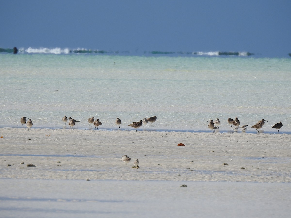 Sanderling - ML395530831