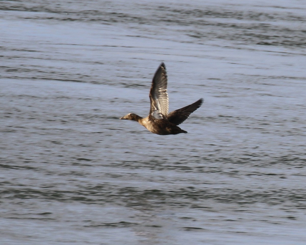 Common Eider - ML395531311