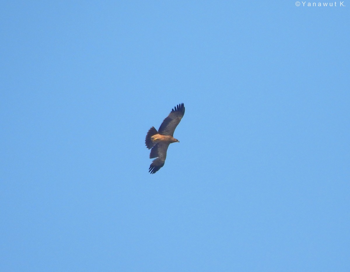 カタシロワシ - ML395531491