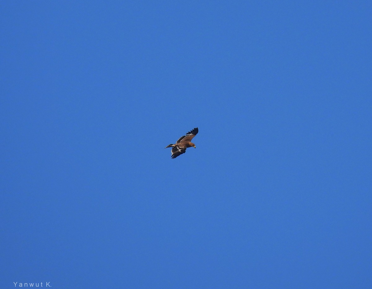 カタシロワシ - ML395531501