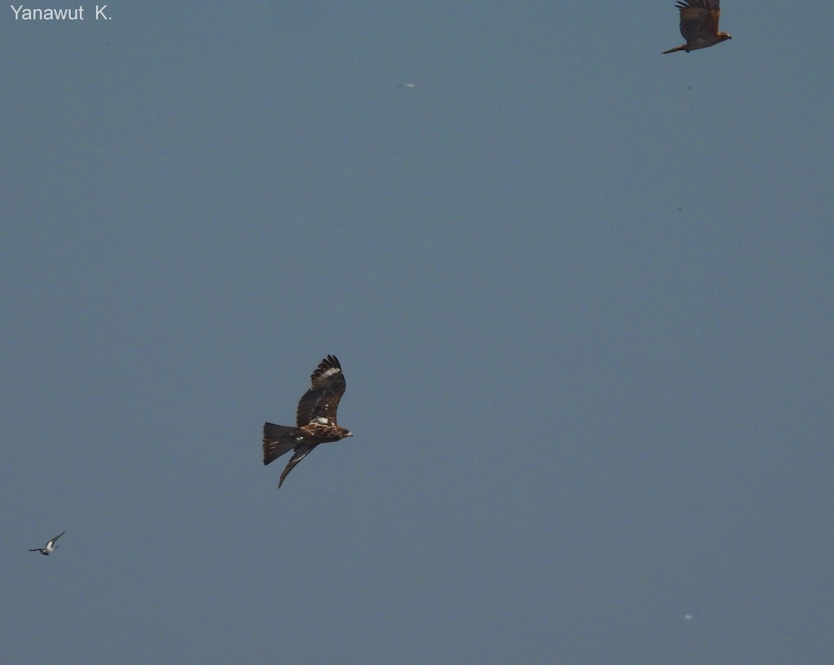 トビ - ML395531641