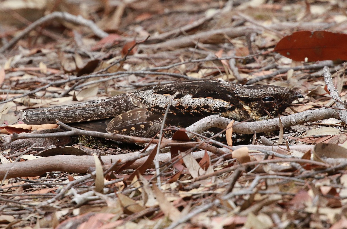 White-throated Nightjar - ML395533371