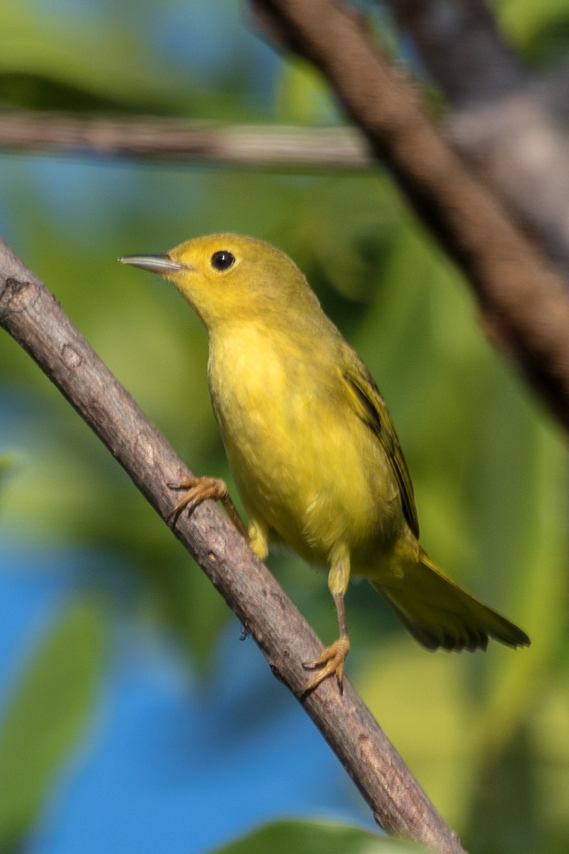 Yellow Warbler - ML395534691