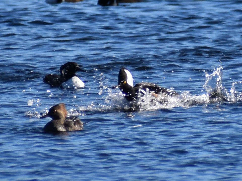 Hooded Merganser - Steve Wisner