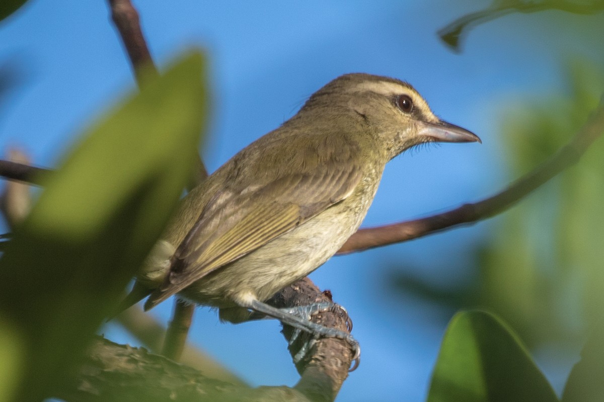 Yucatan Vireo - ML395534871