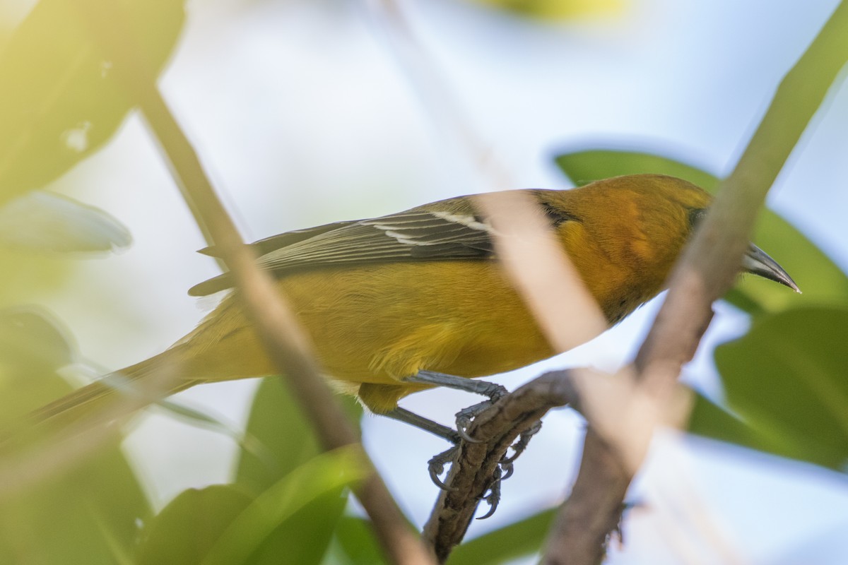 Hooded Oriole - ML395535111