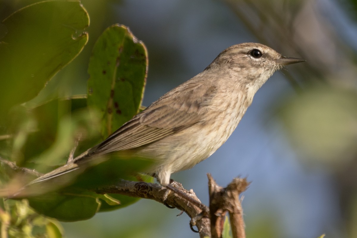 Palm Warbler - ML395535241