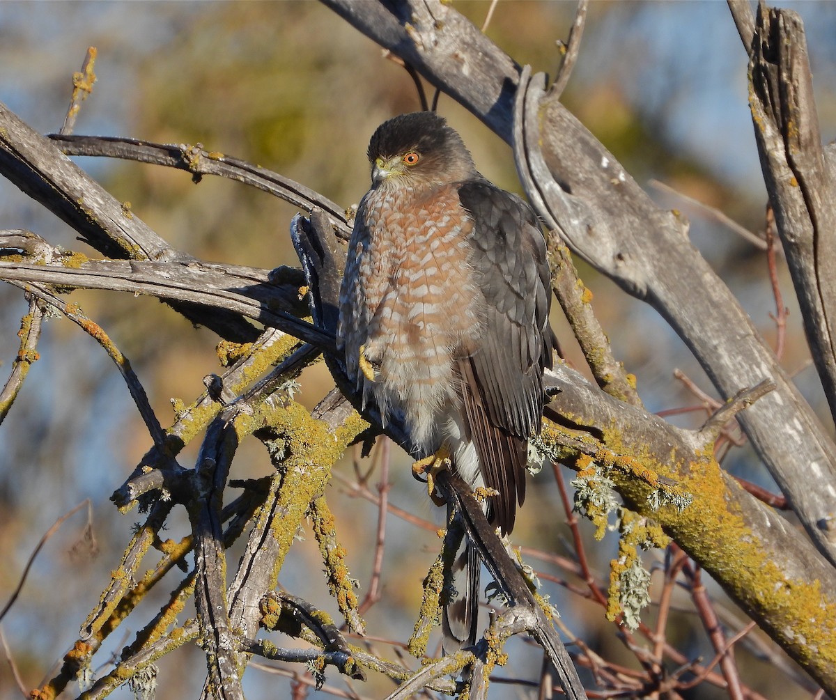 Cooper's Hawk - ML395536051