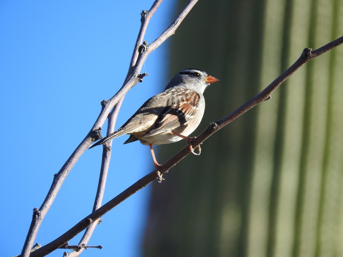 White-crowned Sparrow - ML395536201