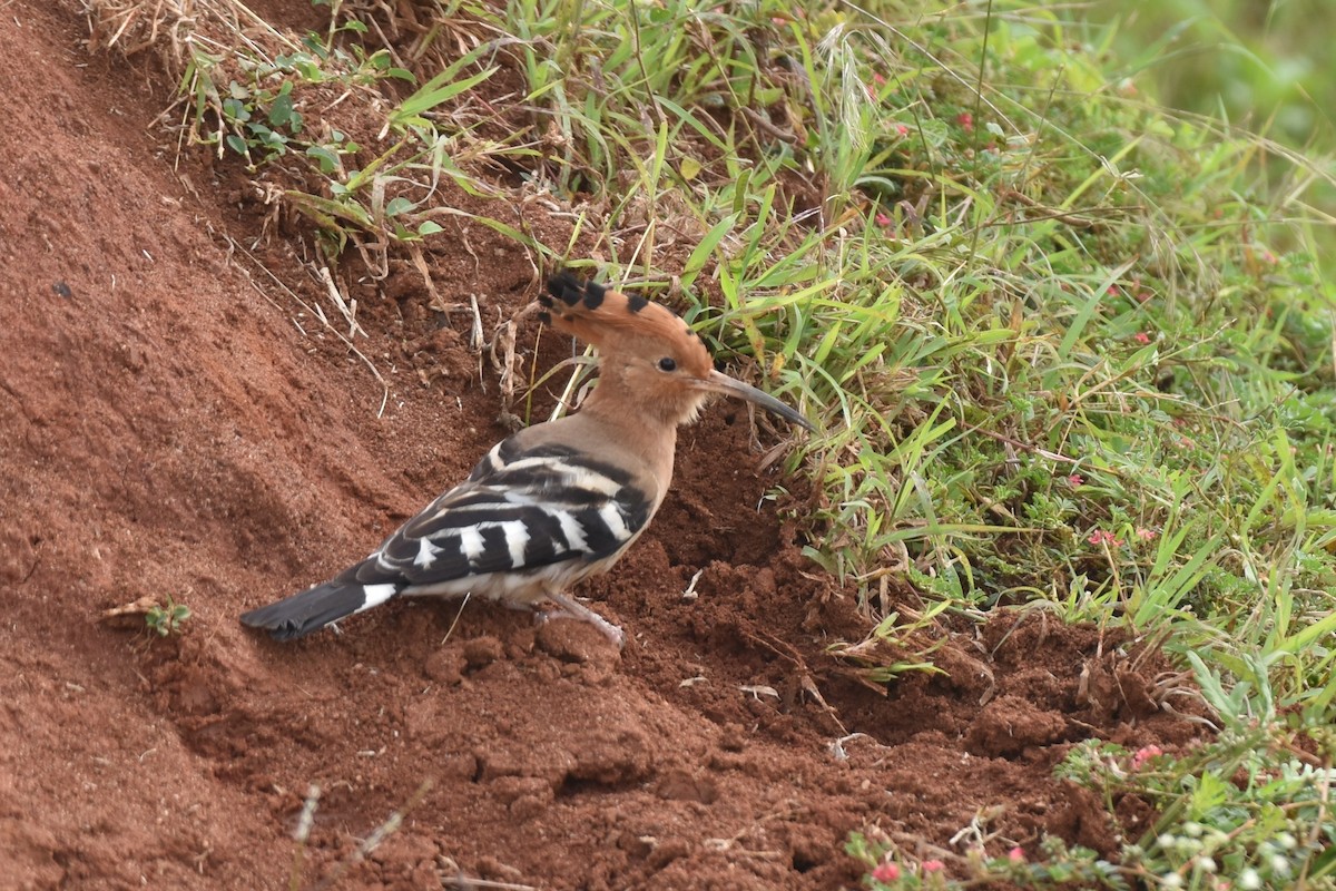 Eurasian Hoopoe - ML395536641