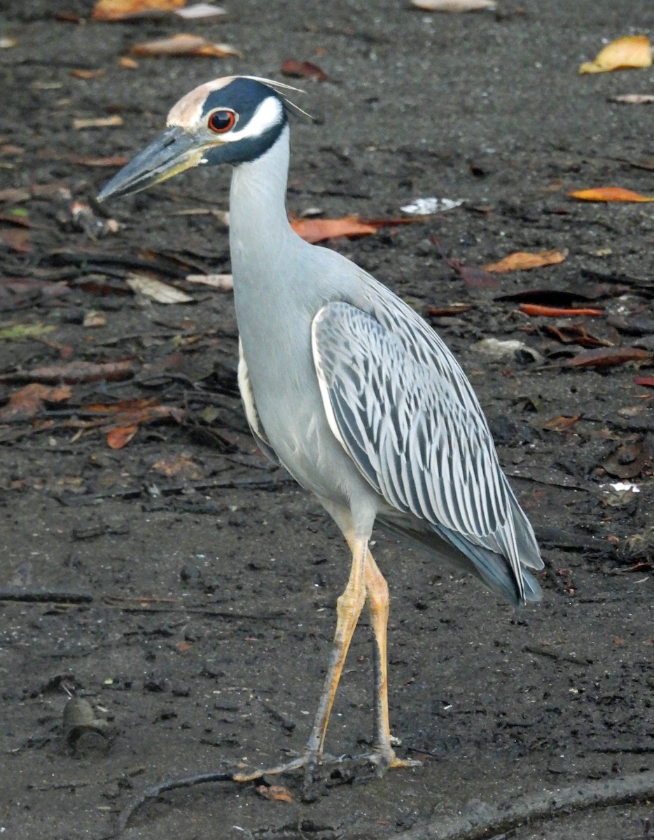 Yellow-crowned Night Heron - ML395536781