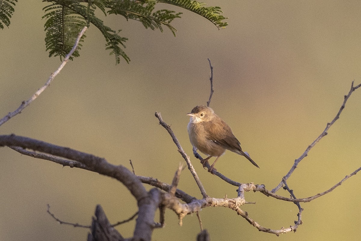 Rufous Cisticola - Niall D Perrins