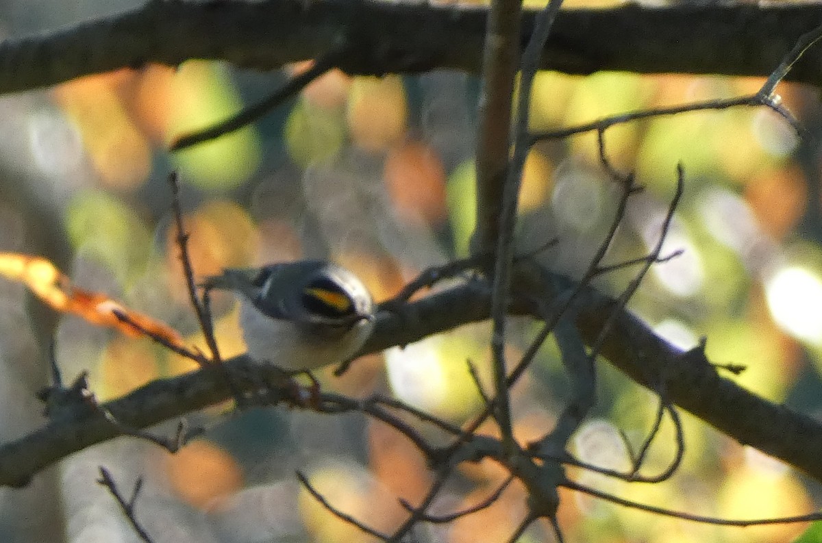 Golden-crowned Kinglet - ML395537681