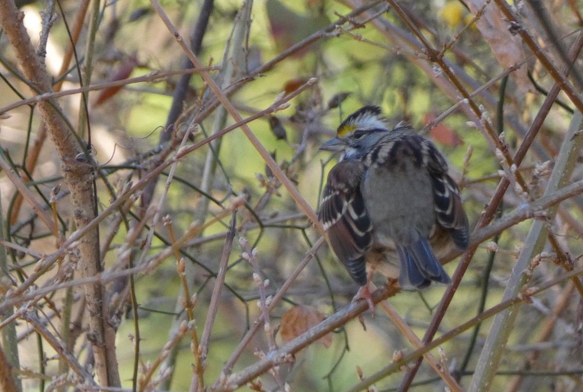 White-throated Sparrow - ML395537981