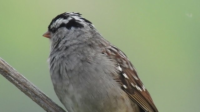 White-crowned Sparrow - ML395539581