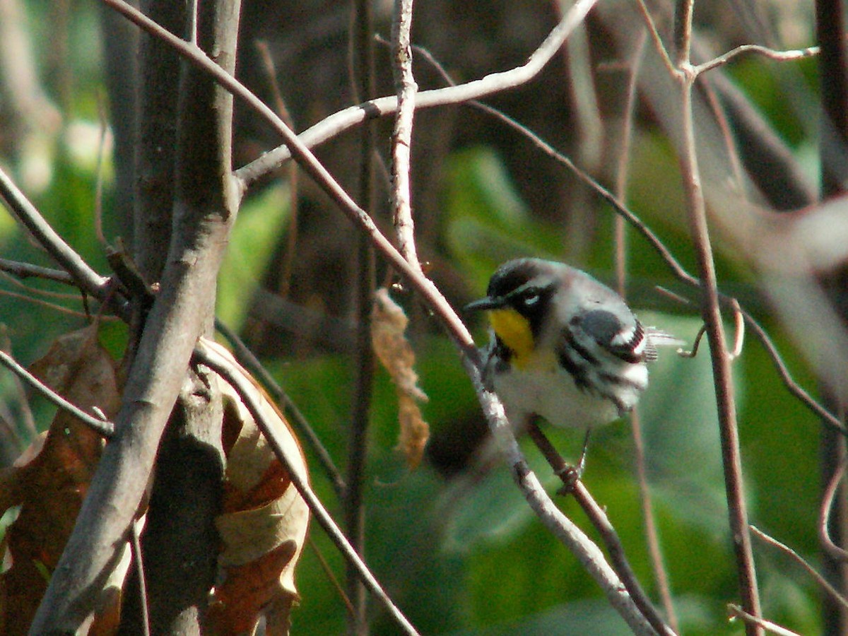 Reinita Gorjiamarilla - ML395539751