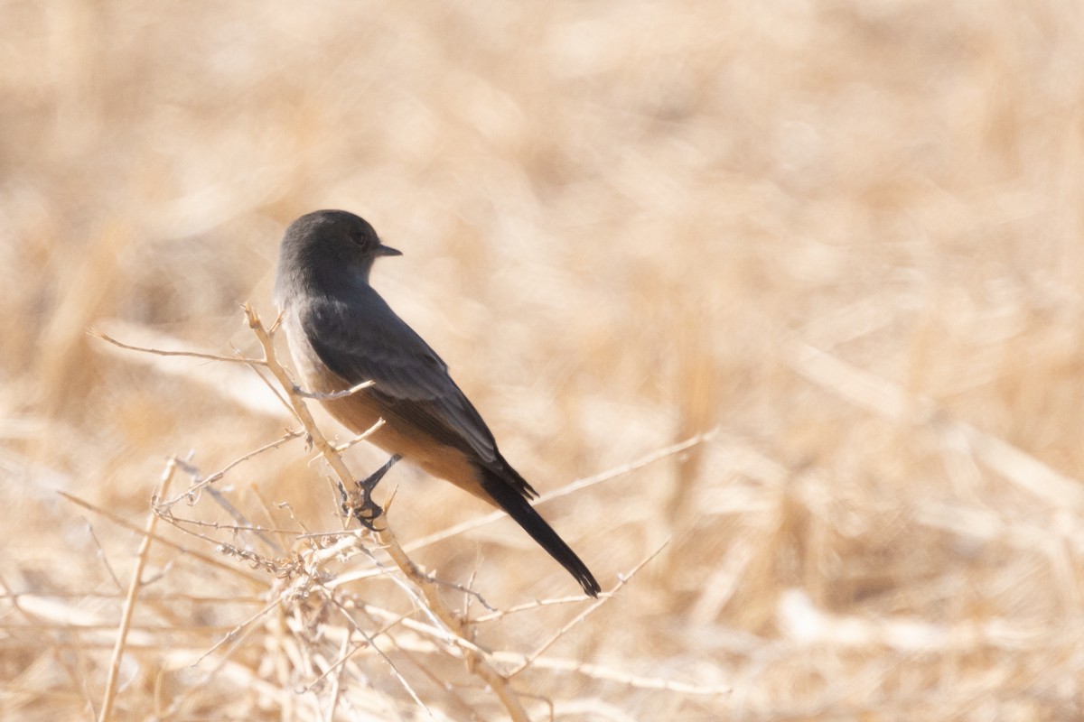 Say's Phoebe - ML395541141