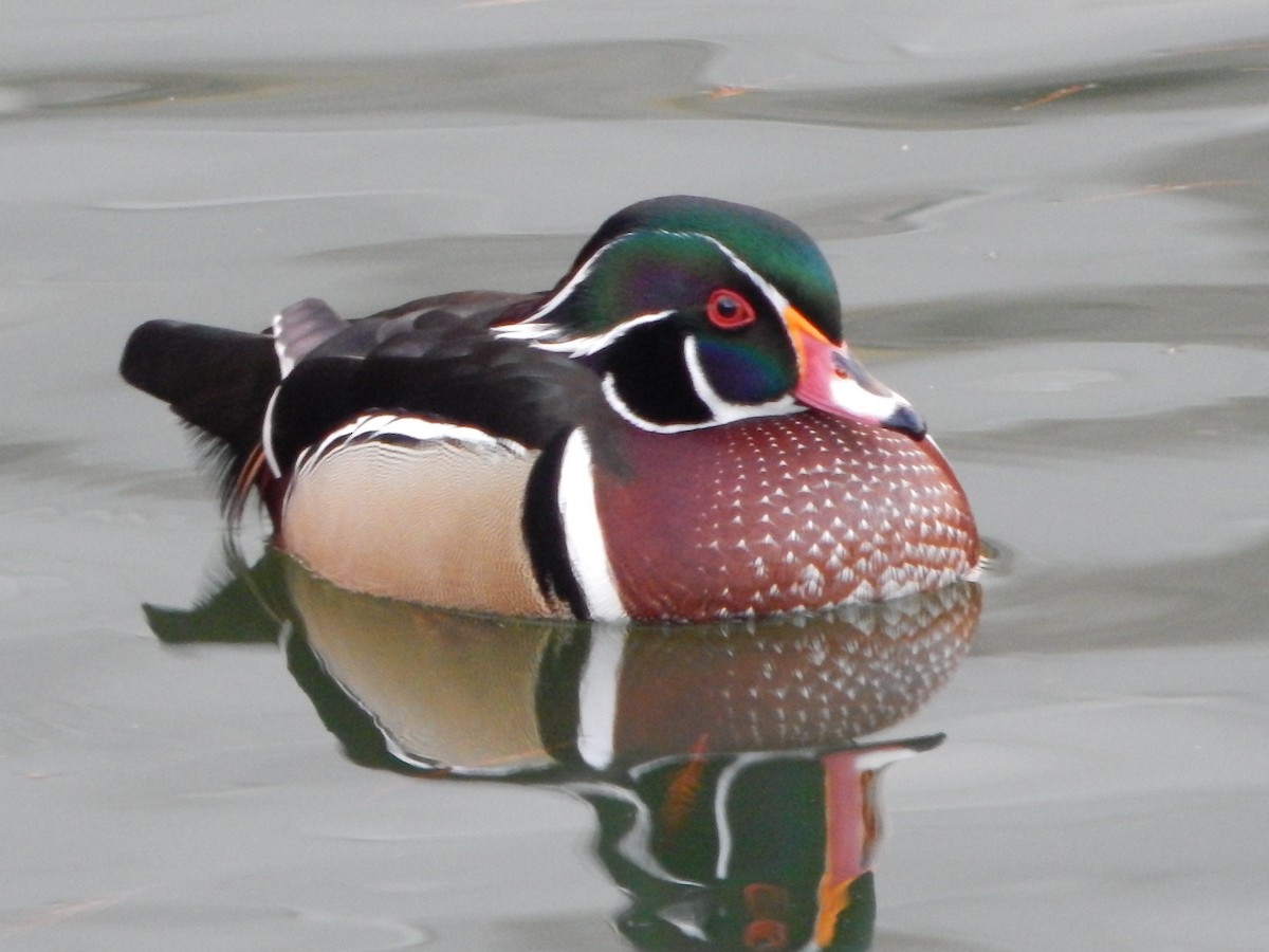 Wood Duck - ML395541291
